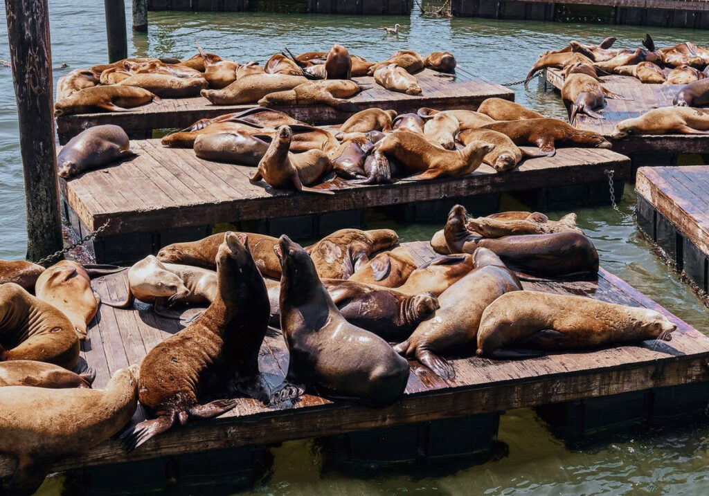 sea lions