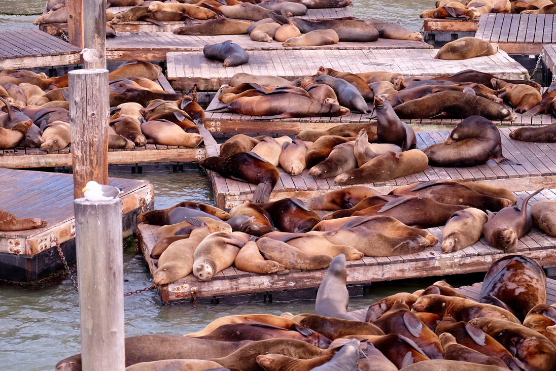 sea lions